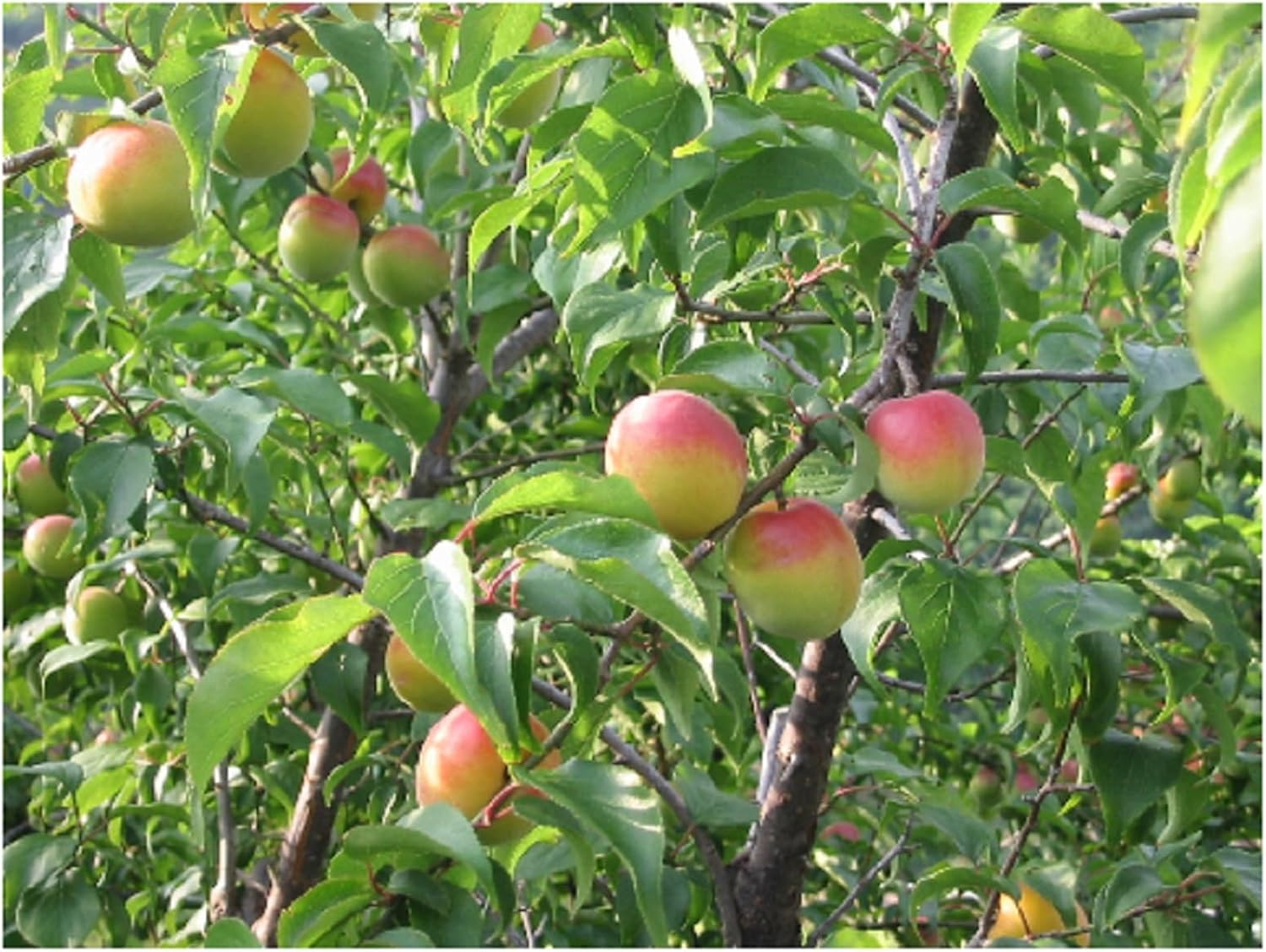 Choya Umeshu Koi Torori 1800Ml