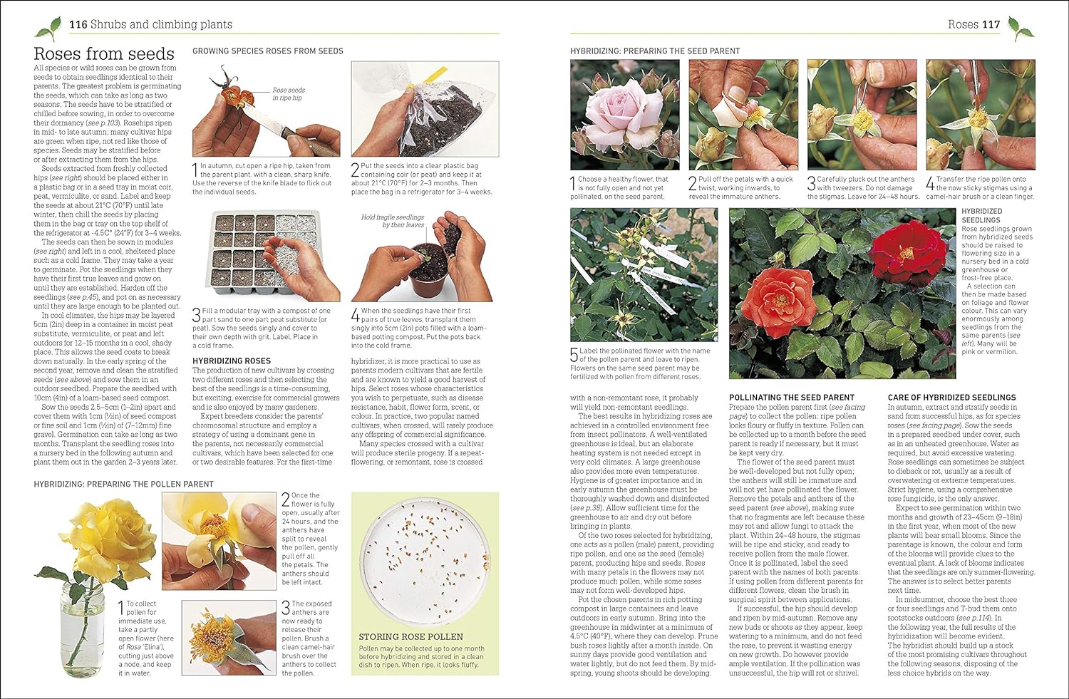 RHS Propagating Plants: How to Create New Plants for Free image number 1