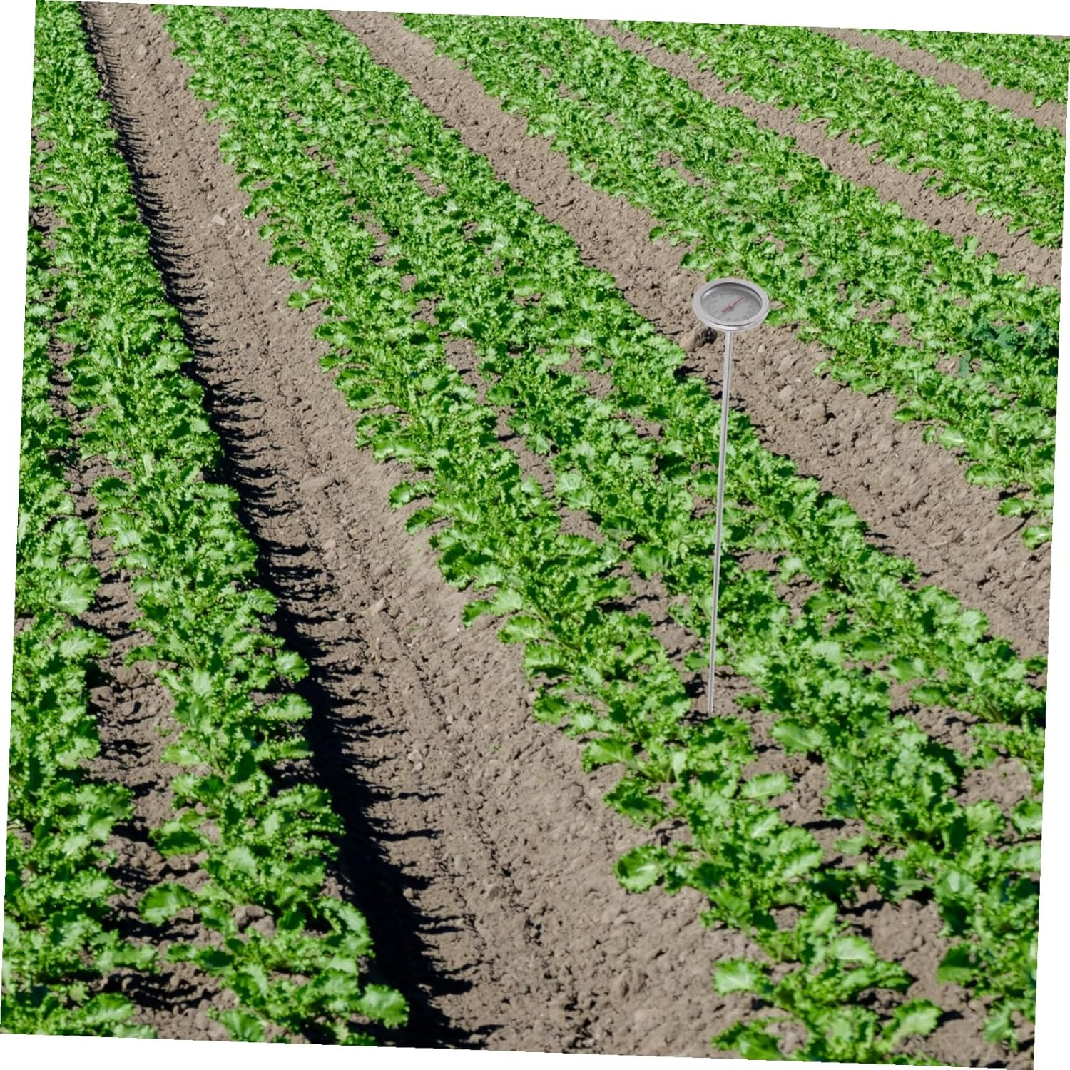 DECHOUS Stainless Steel Soil Thermometer Compost Temperature Detector Gardening Tool with Probe for Accurate Soil Temperature Measurement image number 5