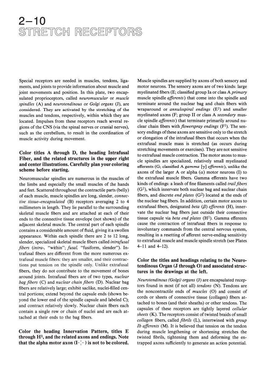 Human Brain Coloring Book image number 2