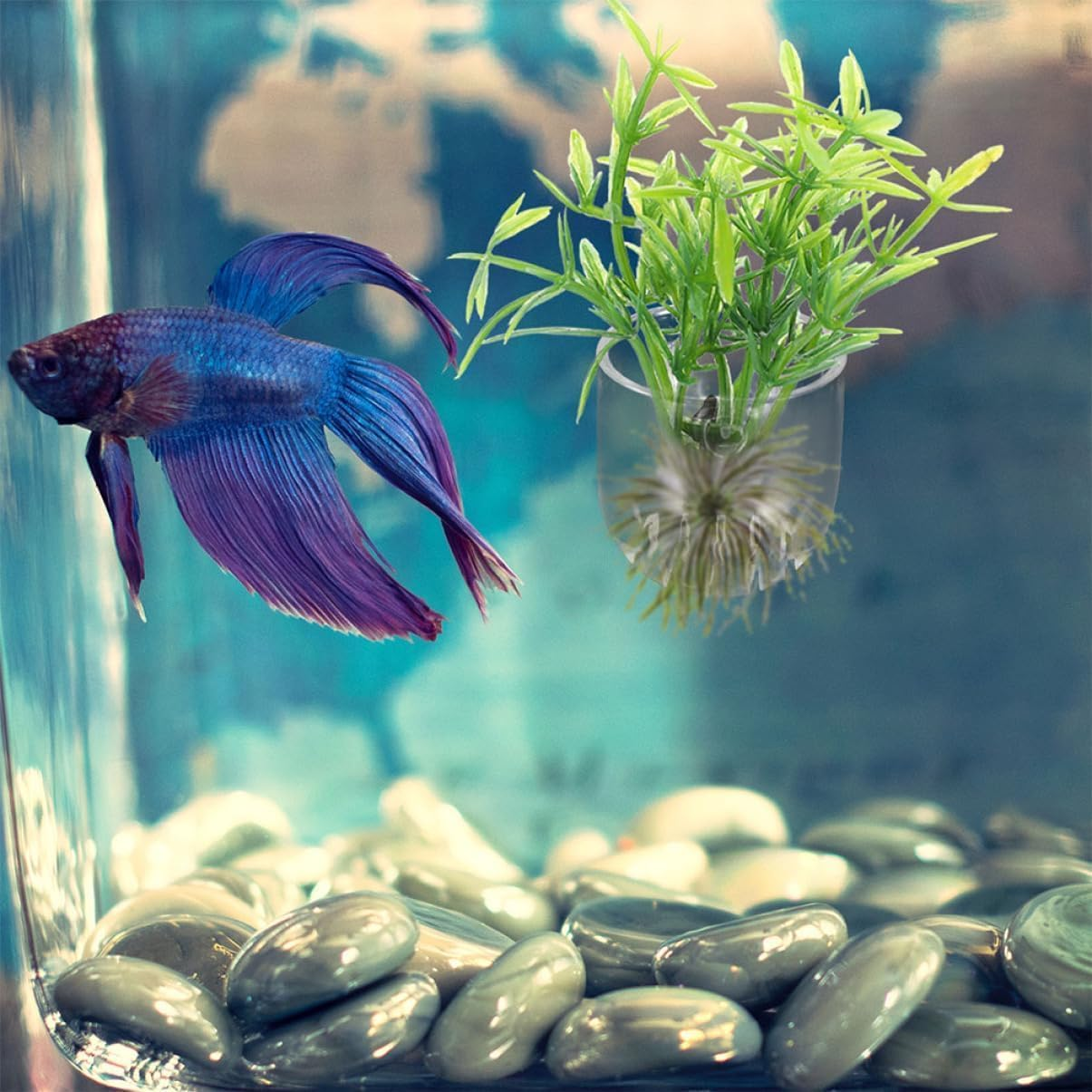 Acrylic Aquatic Plant Holder with Suction Cup, 8Pcs Crystal Glass Aquatic Plant Pot with Suction Cup,Aquatic Plant Cup Pots Acrylic Water Plant Cup with Suction Cup,Aquatic Plant Cup with Suction Cup image number 6