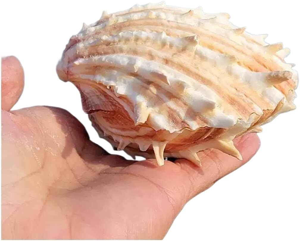 Shells,Conch Shell, Shells Natural Large Conch Shell 10-13Cm for Home Decorations,Diy Crafts(10~11Cm) image number 5