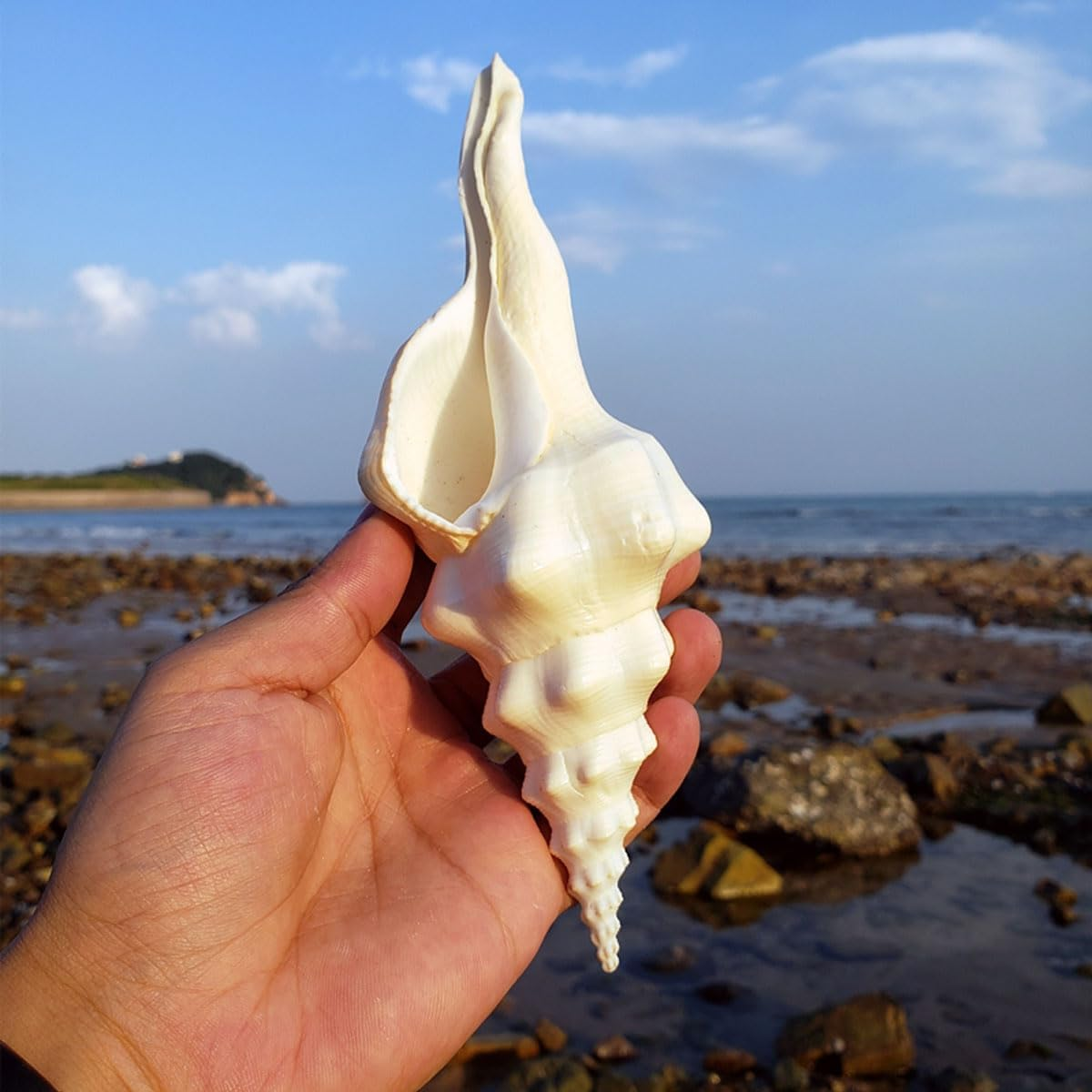 Shells,Conch Shell, Shells Natural Super Conch Landrace Spiral Snail for Decorations DIY Crafts Various(20~21Cm) image number 6