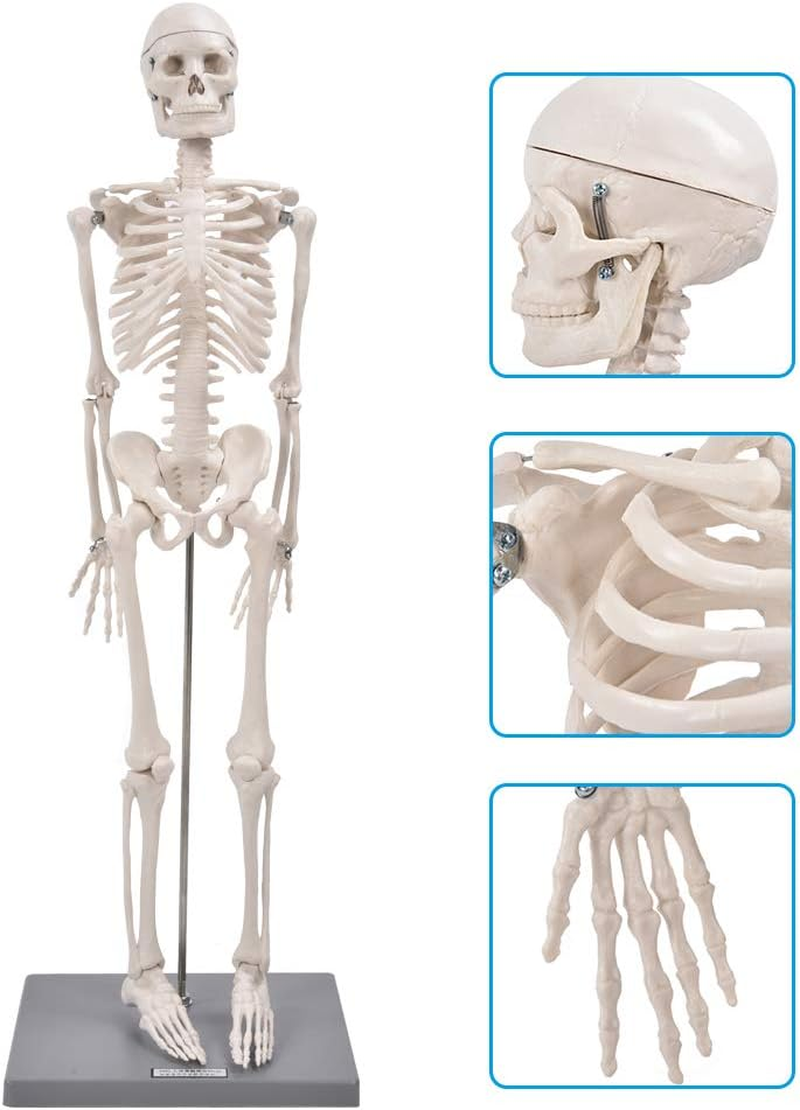 Skeleton Model, Teaching Skeleton Model Visual Easy to Use Lifelike for Schools Teaching Use for Display and Study image number 3