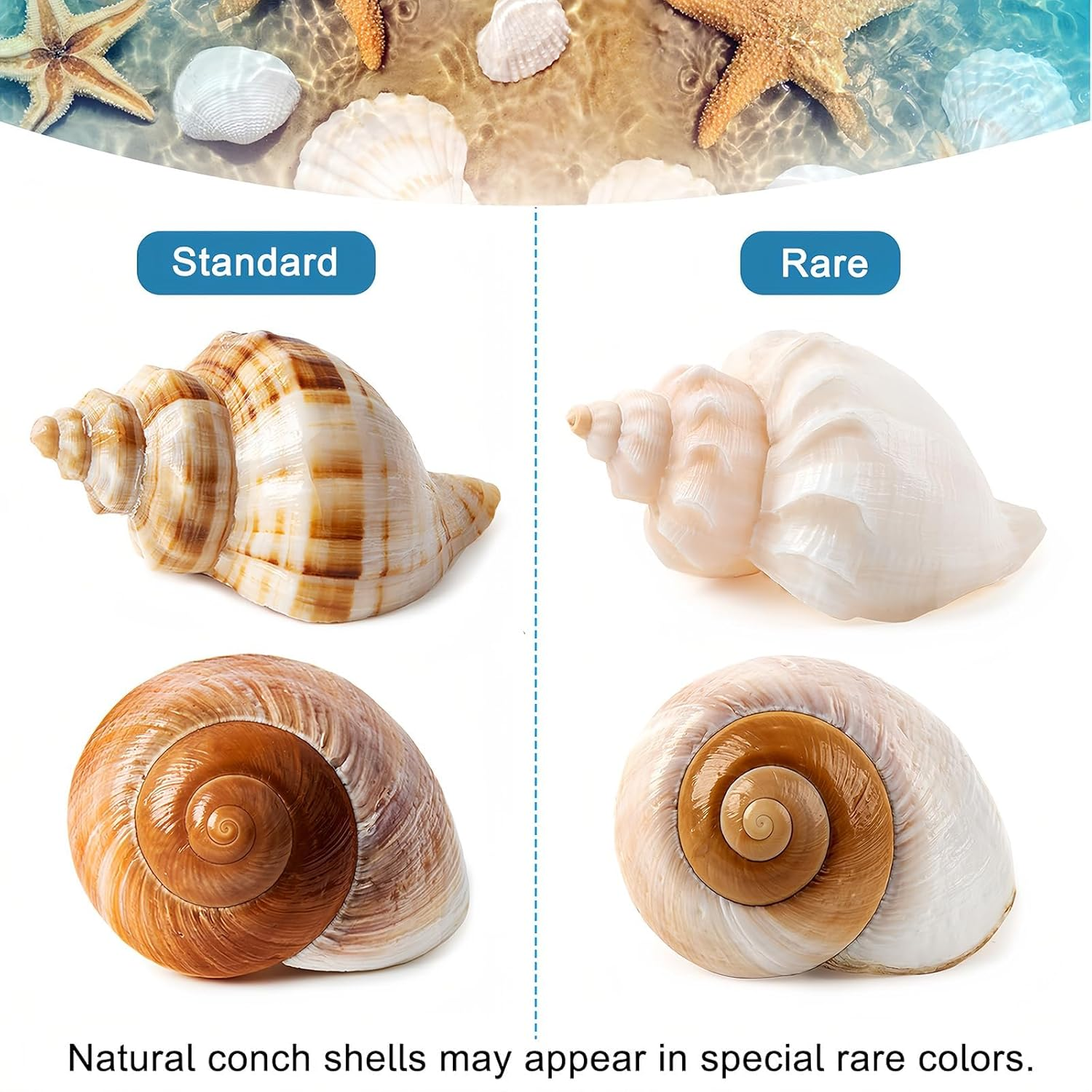 5PCS Large Hermit Crab Shells | Natural Sea Conch Size 2.8" - 3.9", Opening Size 1.5" - 2.5" | Turbo Seashells for Hermit Crab Supplies and Beach Decoration Large Sea Shell