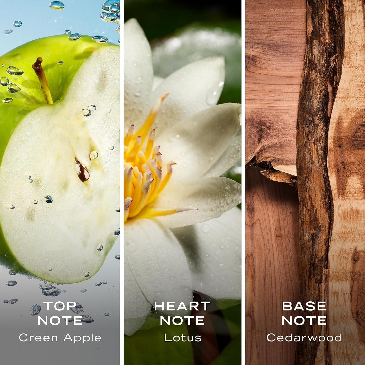 Nautica Voyager image number 5