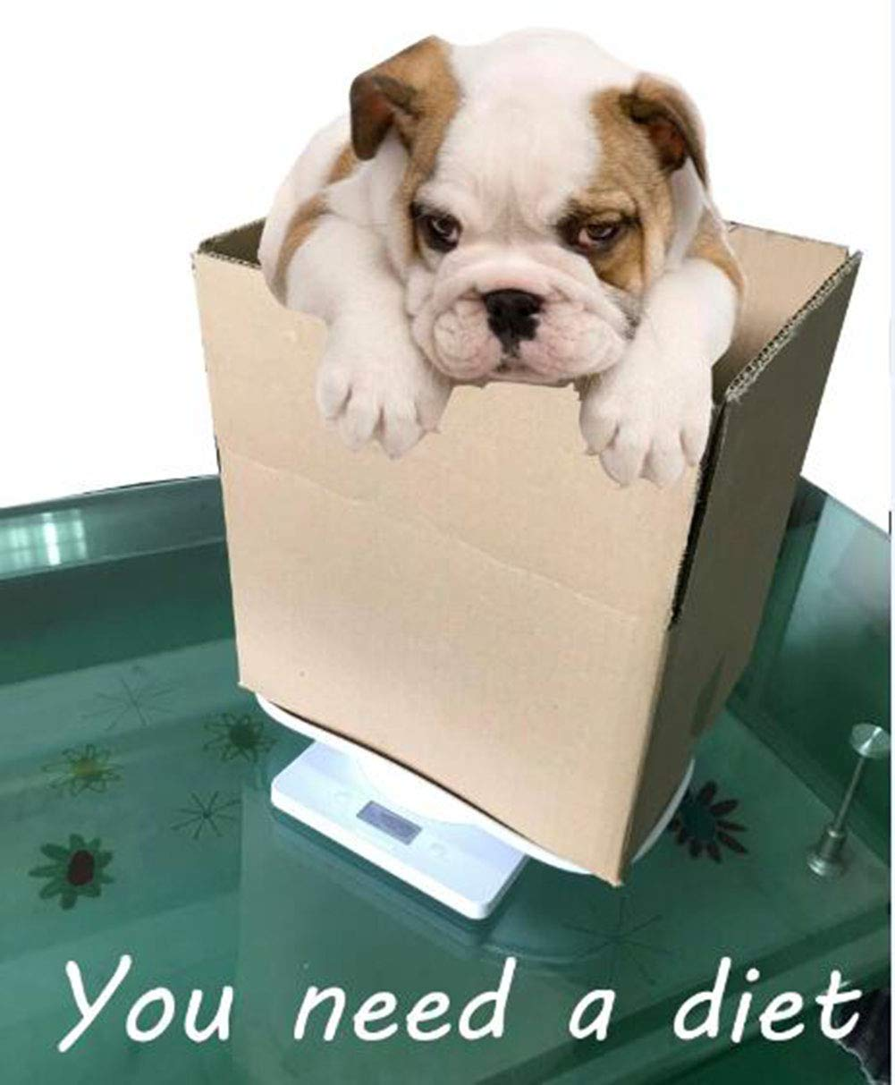 Digital Pet Scale Multi-Function Food Weight Scale, Smart Small Baby Pet Dog Cat Scale 22 Pound (Lbs) Capacity, Accurate Digital Scale for Baby Food Accurately/Puppy/Cat/Small Animals (1) image number 4