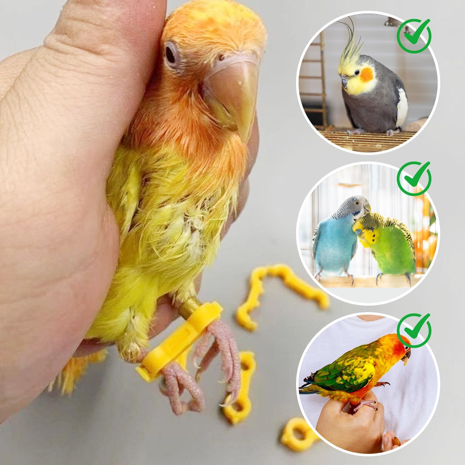 AIRTILY Pack of 9 Yellow Chicken Leg Stands, Plastic Double Foot Corrector, Creative Bird Support Clamp, Reusable, Suitable for Bird Chicks image number 2