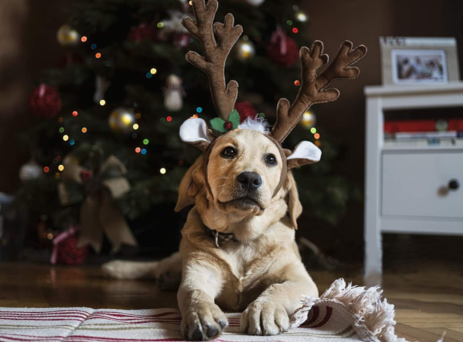 BWOGUE Dog Christmas Elk Reindeer Antlers Headbands Set Pet Christmas Costume Accessories Headwear for Medium Large Dogs image number 4