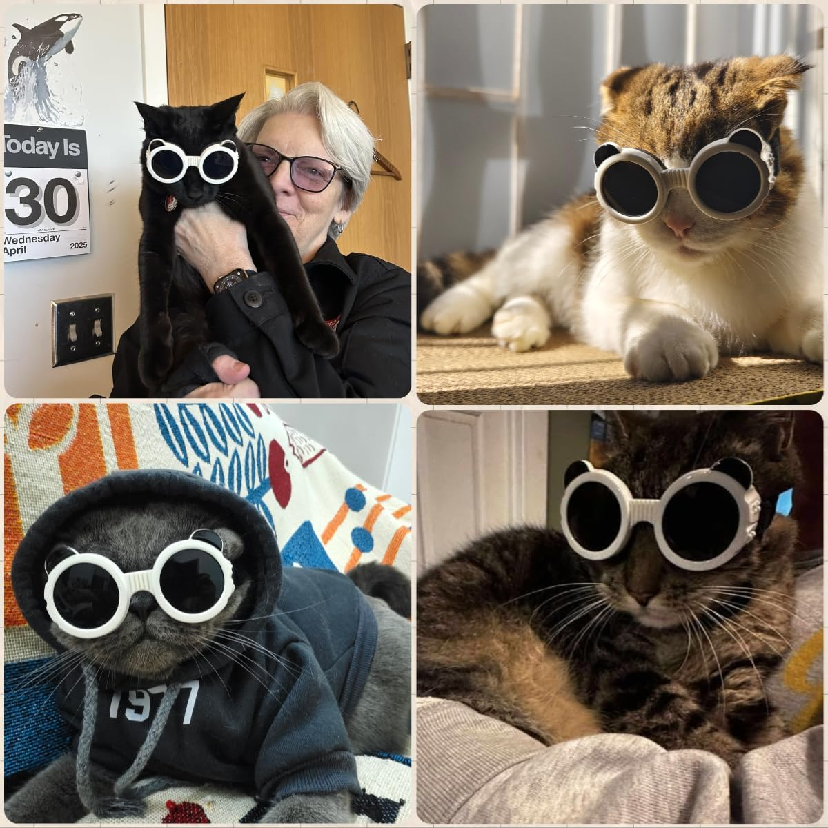 Billionchains Dog Goggles for Small Dog Uv/Wind/Dust Protection Dog Sunglasses for Small Breed with Adjustable Strap - White image number 2