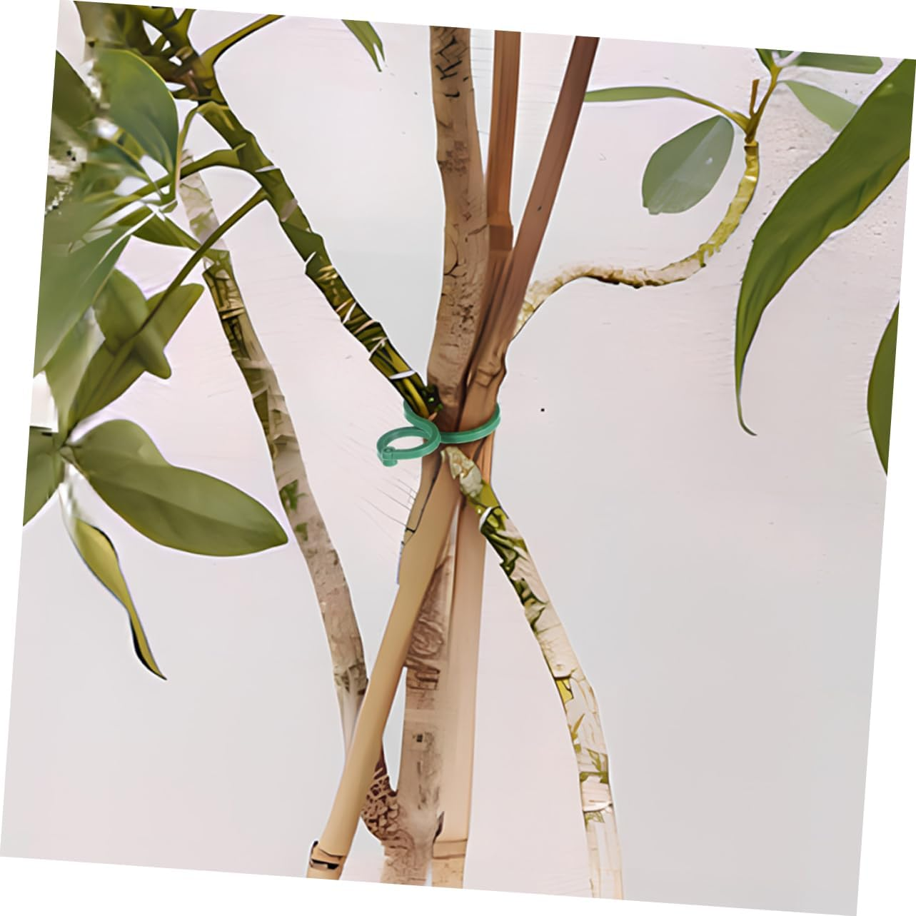 BCOATH 150Pcs Gardening Plant Clip Vine Support Bonsai Plastic Clips for Indoor Plants Outdoor Garden Secure Stem Holder image number 6