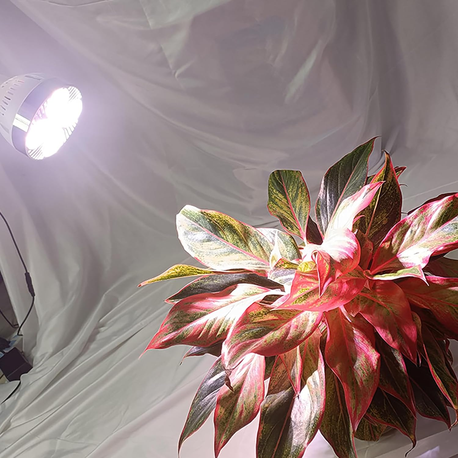 Tunghey Grow Light Bulb, Grow Lights for Indoor Plants Full Spectrum, 35 Watt 3000K LED Plant Light Bulb with High PPFD, Universal E27, Energy Saving Grow Lamp image number 2