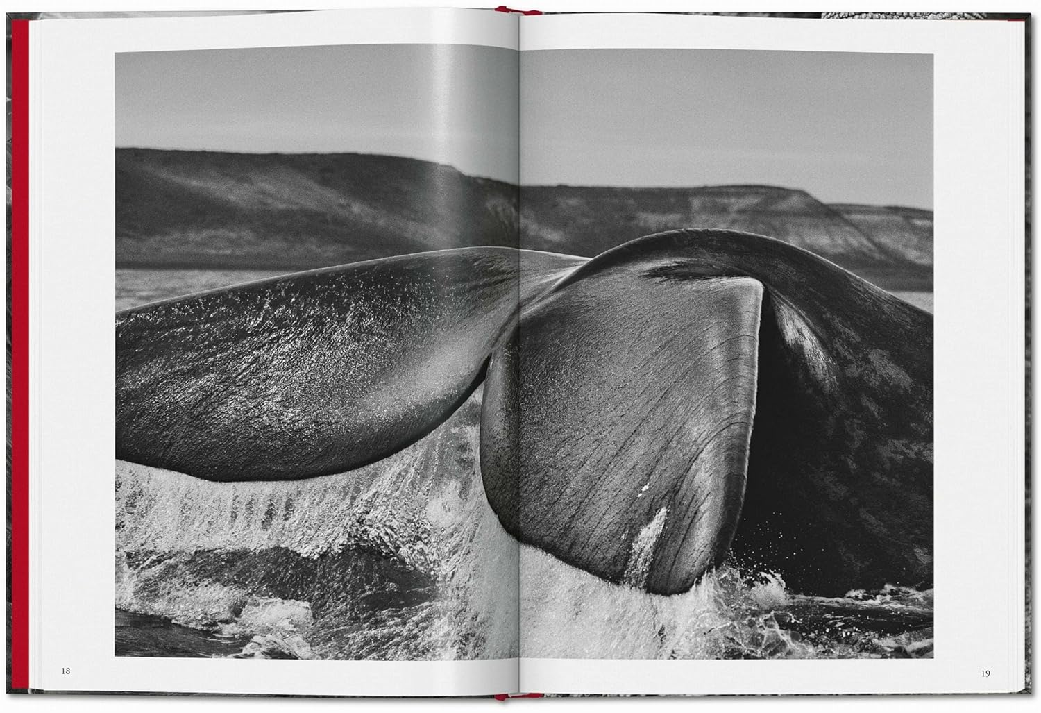 Sebasti&atilde;o Salgado. Genesis image number 4