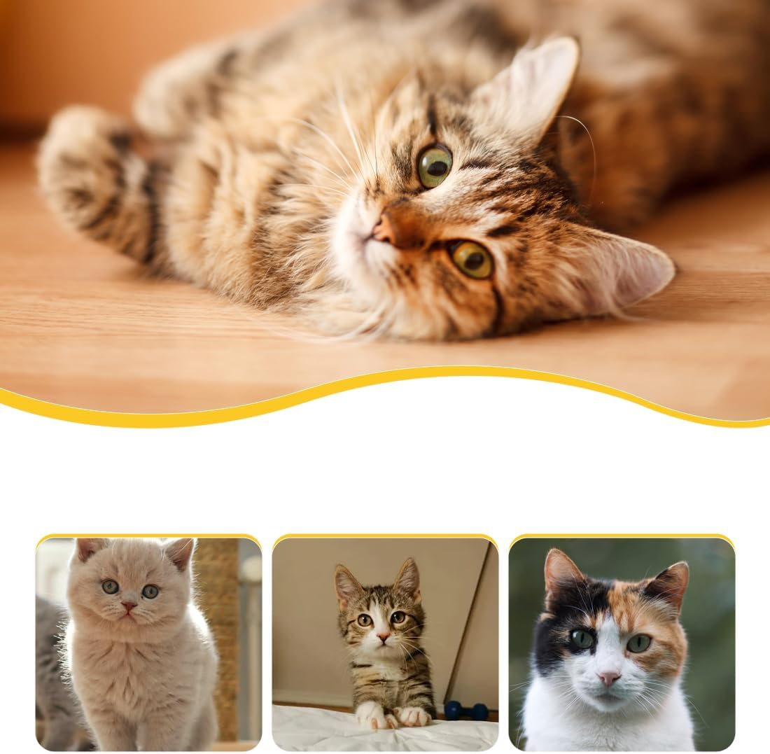 2 Pieces Padded Leather Dog Collar, Breathable, Durable Leather Dog Collar with Adjustable Rustproof Metal Buckle for Small, Leather, Simple, Robust image number 3