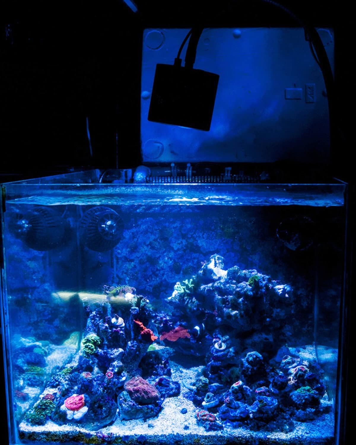 Lominie LED Aquarium Reef Light 80W Full Spectrum Aquarium Light Smart Control for 60Cm Saltwater Aquarium Coral Reef Fish Tank with Gooseneck image number 3