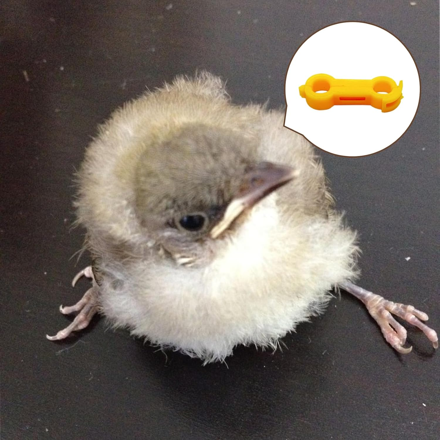 12Psc Baby Chick Splay Leg Hobble Brace, Baby Chick Leg Hobbles, Poultry Leg Bands, Chicken Hobble Braces for Newborn Spraddle Leg of Chick Quails Ducks Bird Parrot of 1 to 3 Days Newly Hatched image number 6