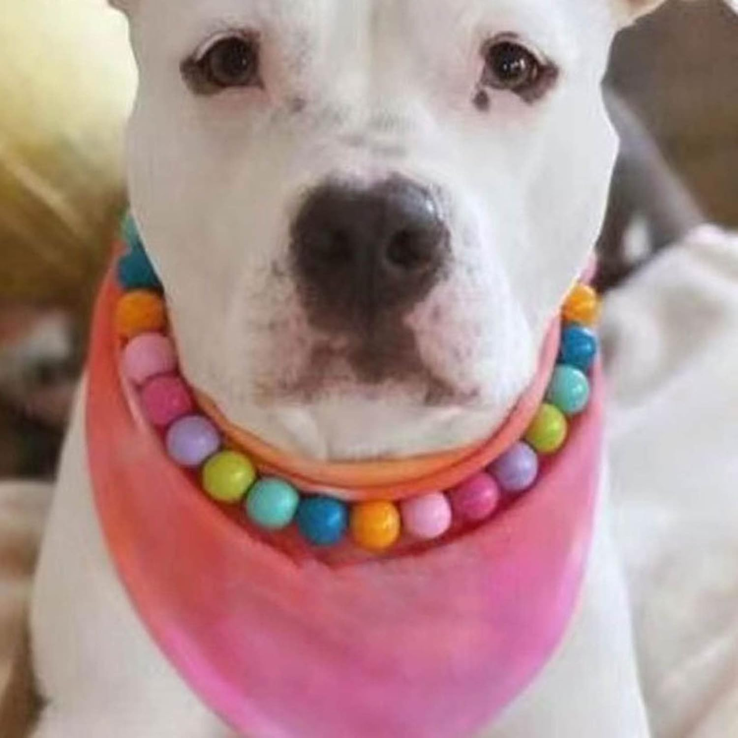 Yanbirdfx Dogs Collar Durable Pet Faux Pearls Necklace Pet Jewelry Candy Colors, Multicolor image number 2