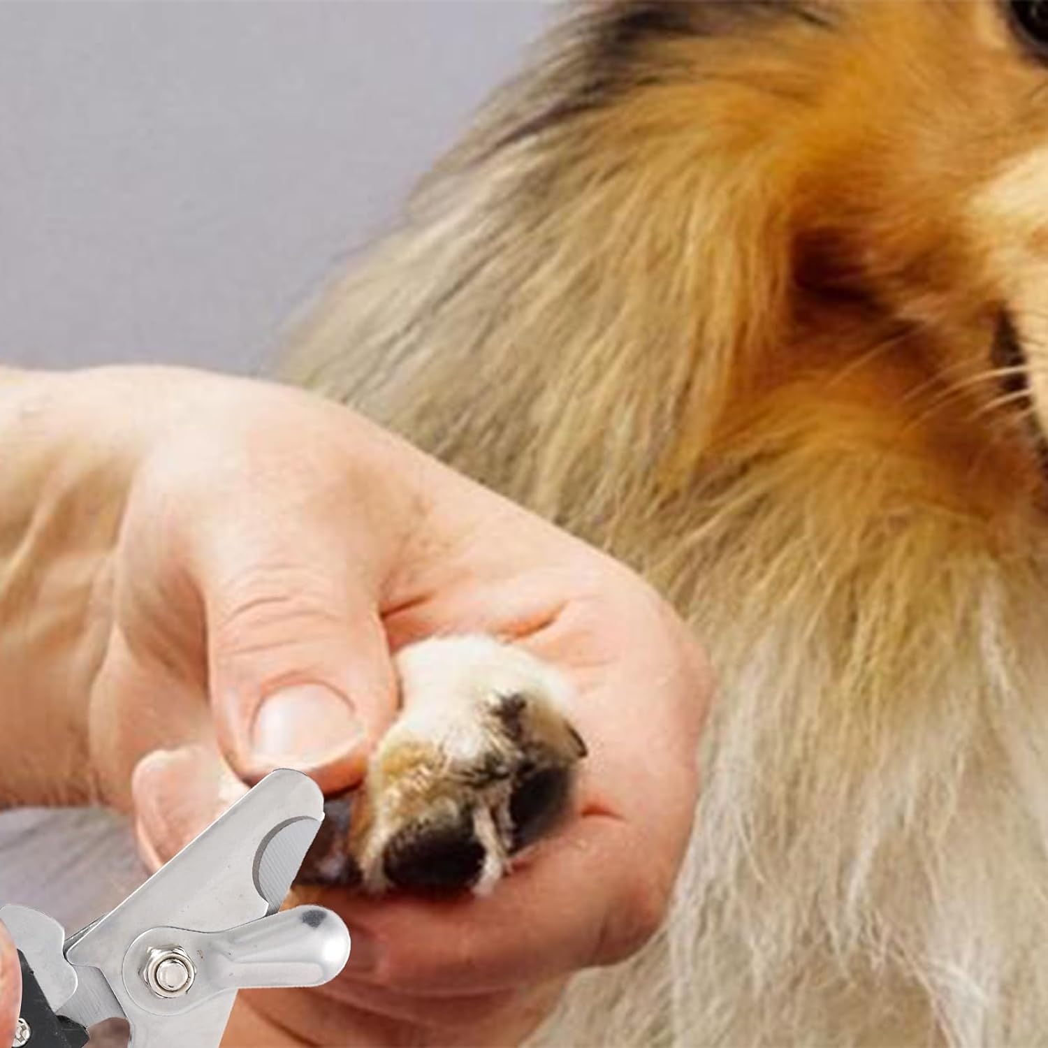 2 Pack Pet Nail Trimmer Clipper Set with 2 Nail Files, Dog Nail Clippers for Small, Large & Medium Dogs Cats Pet Toenail Clippers with Nail Files image number 6