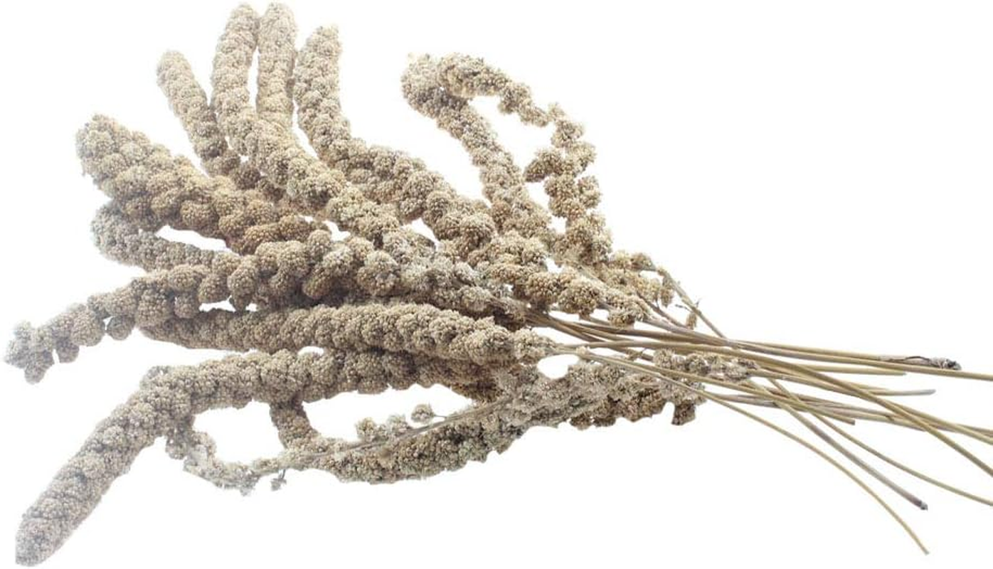 Natural Organic Gold Spray Millet for Birds Hamster Squirrel,12 Count image number 1