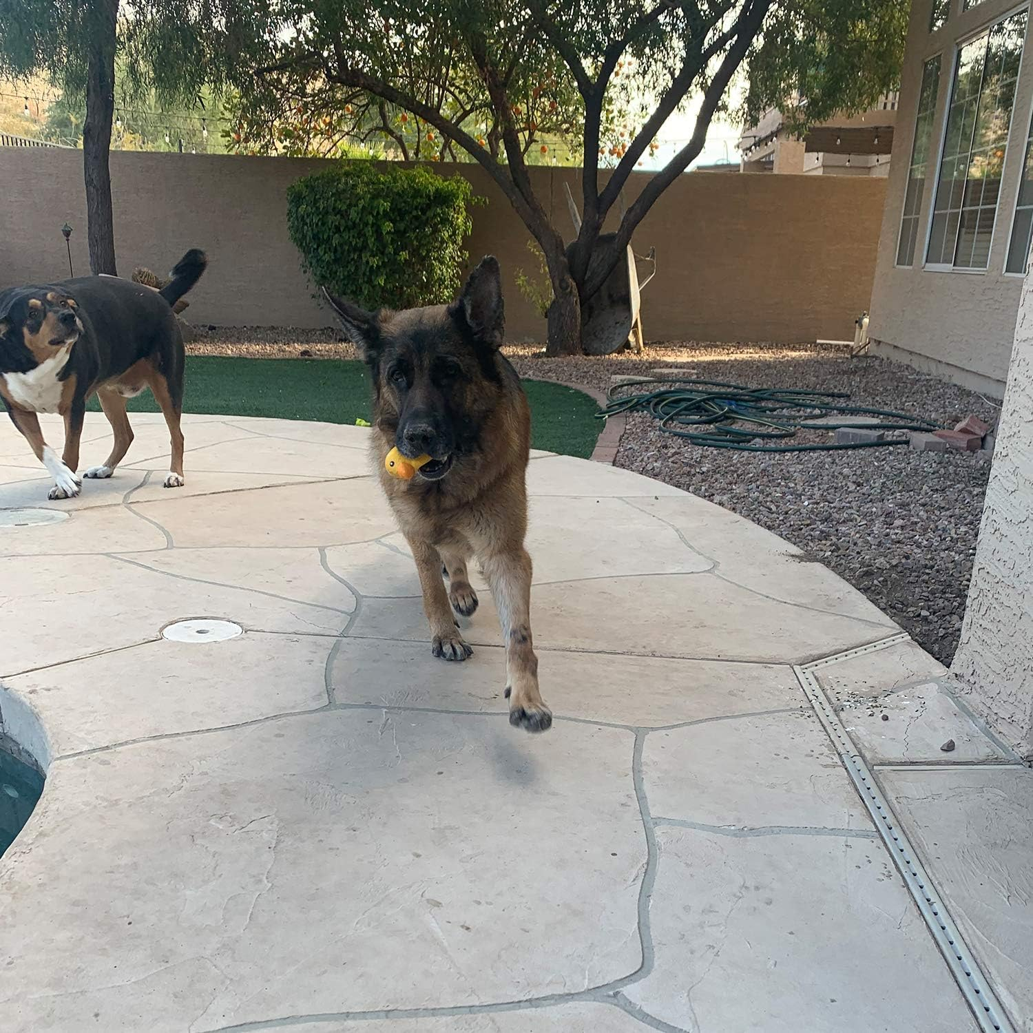 Jalousie 4 Inch Latex Dog Squeaky Toys Soft Rubber Dog Chew Toy Squeaky Toy Fetch Play Animal Ball Toy for Puppy Small Medium Pets Dog (5 Pack Animal Medium) - 5 Animal Small image number 6