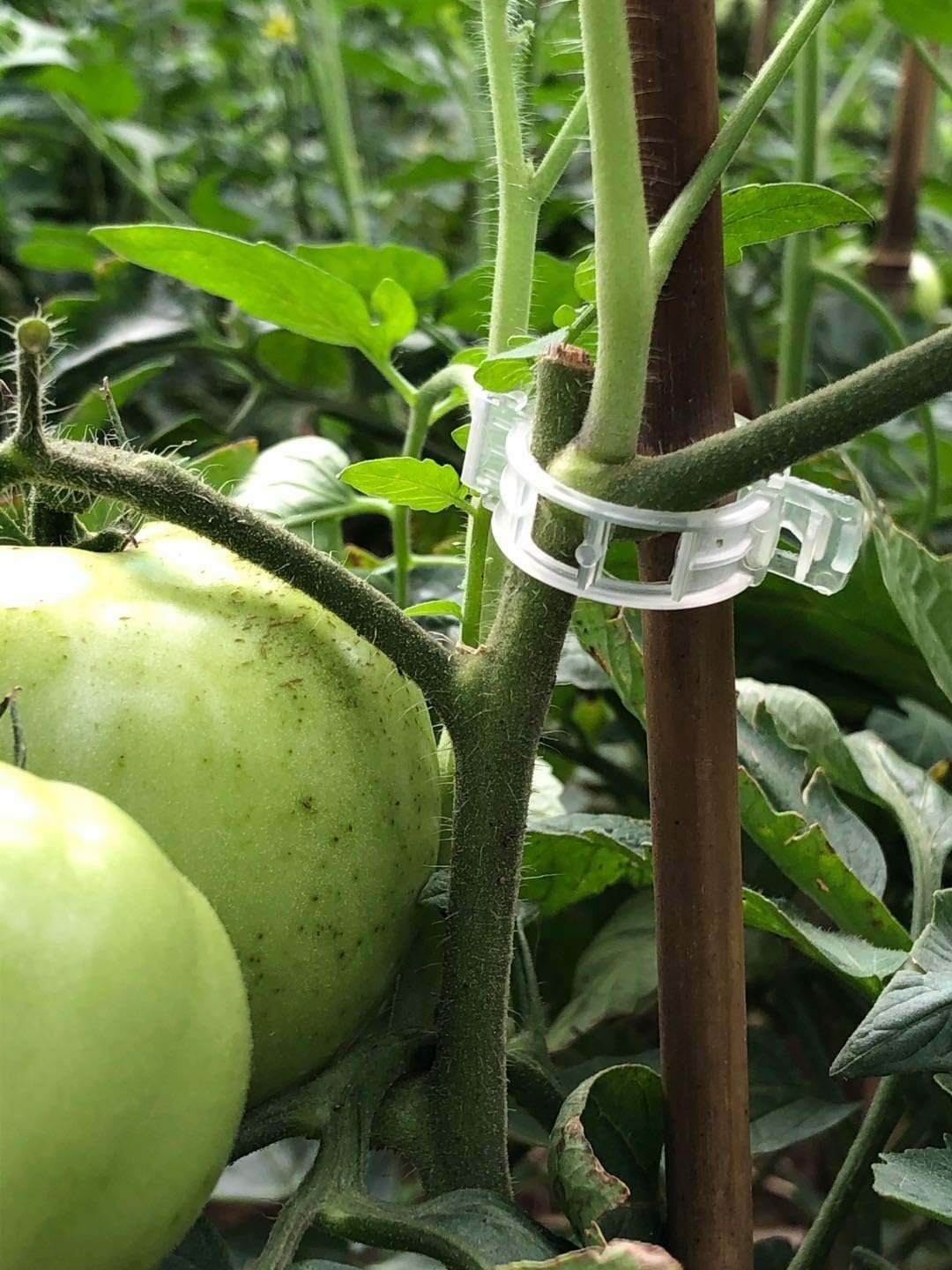 OETNAISAN 1, White image number 1