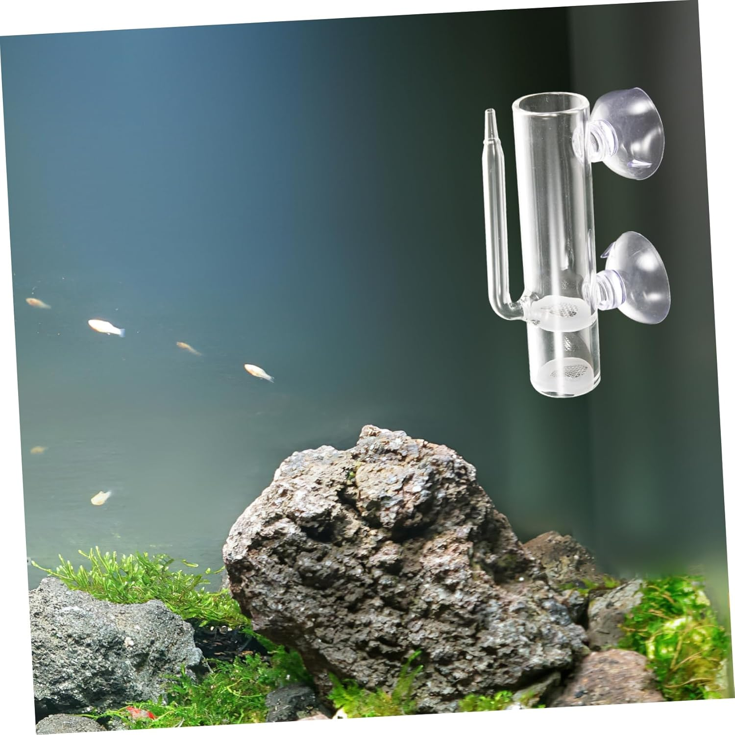 MINAOLULUS Brine Shrimp Hatchery Incubator Box Glass Suction Cup Fish Eggs Hatchery Isolation Tank Aquarium Breeding Container for Ornamental Fish and Aquatic Pets