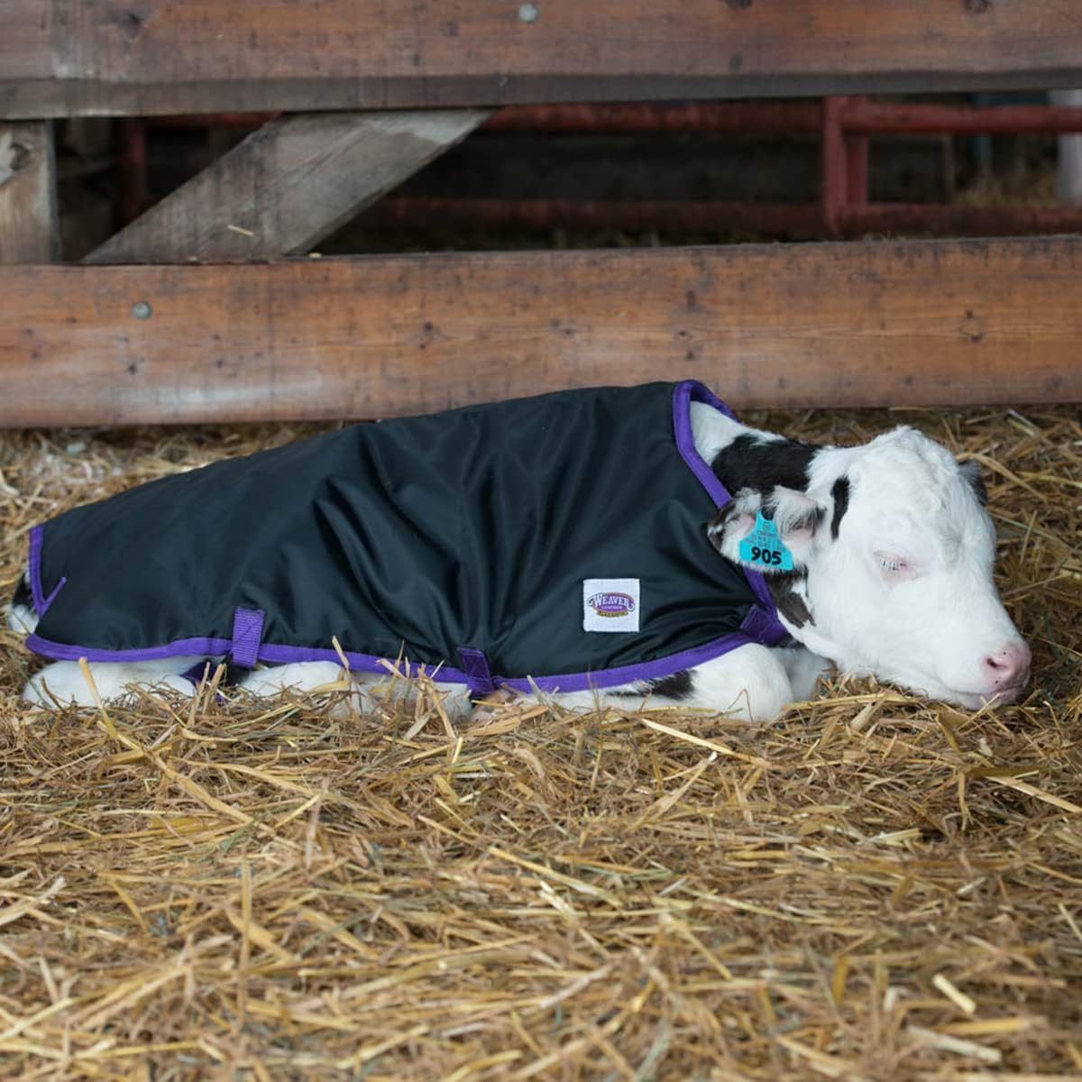 Weaver Leather Livestock Pro Calf Blanket image number 2