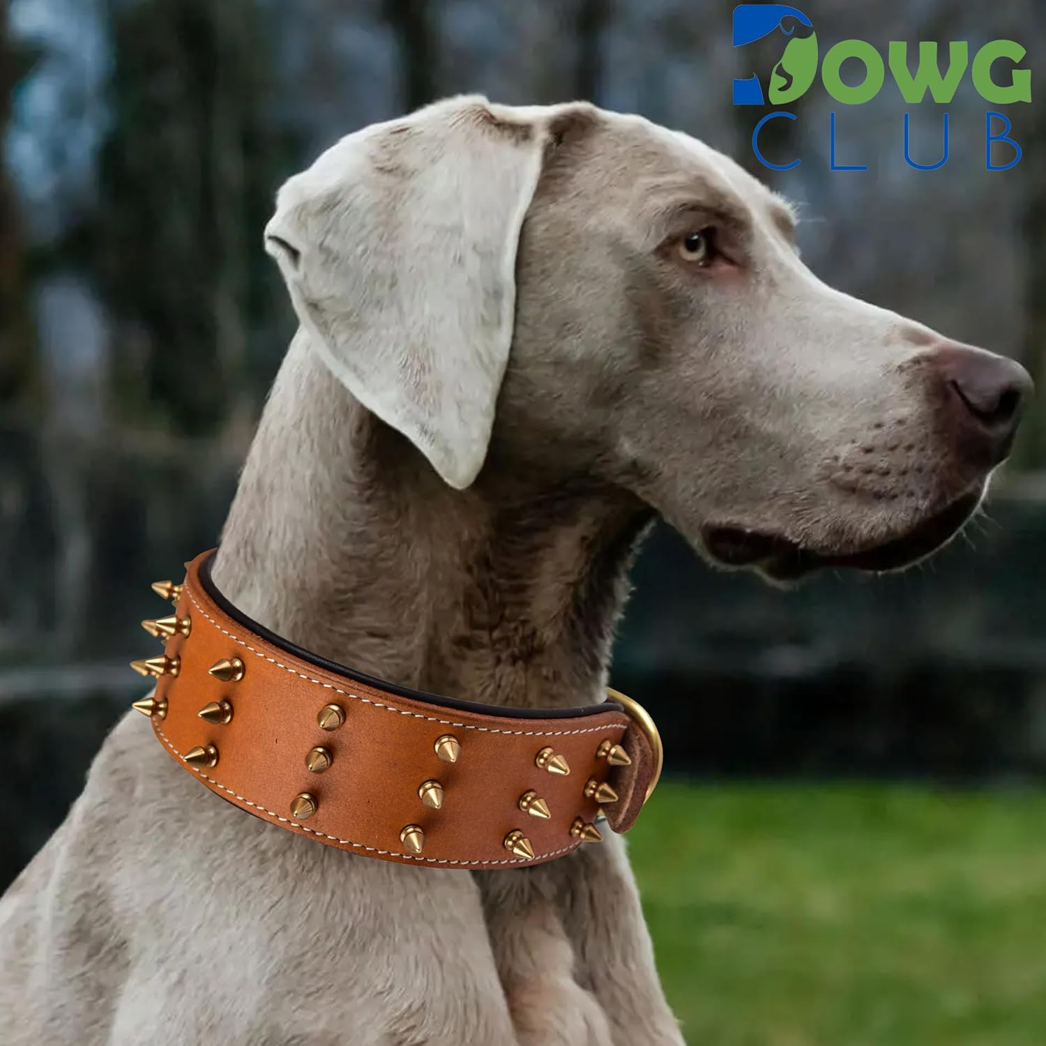 Dowgclub | Genuine Leather Spiked Dog Collar | Full Grain, Heavy Duty | Comfortable, Strong, Best for Medium, Large, XL Breeds | (L (Fit Neck Size 18.5"-22.5"), Brown with Gold Spikes) image number 2