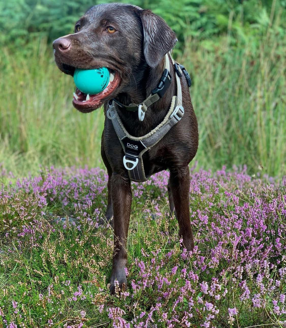 SPORTSPET Tough Bounce Natural Rubber Dog Balls - Highly Durable Tough Bounce Balls (65Mm) image number 5