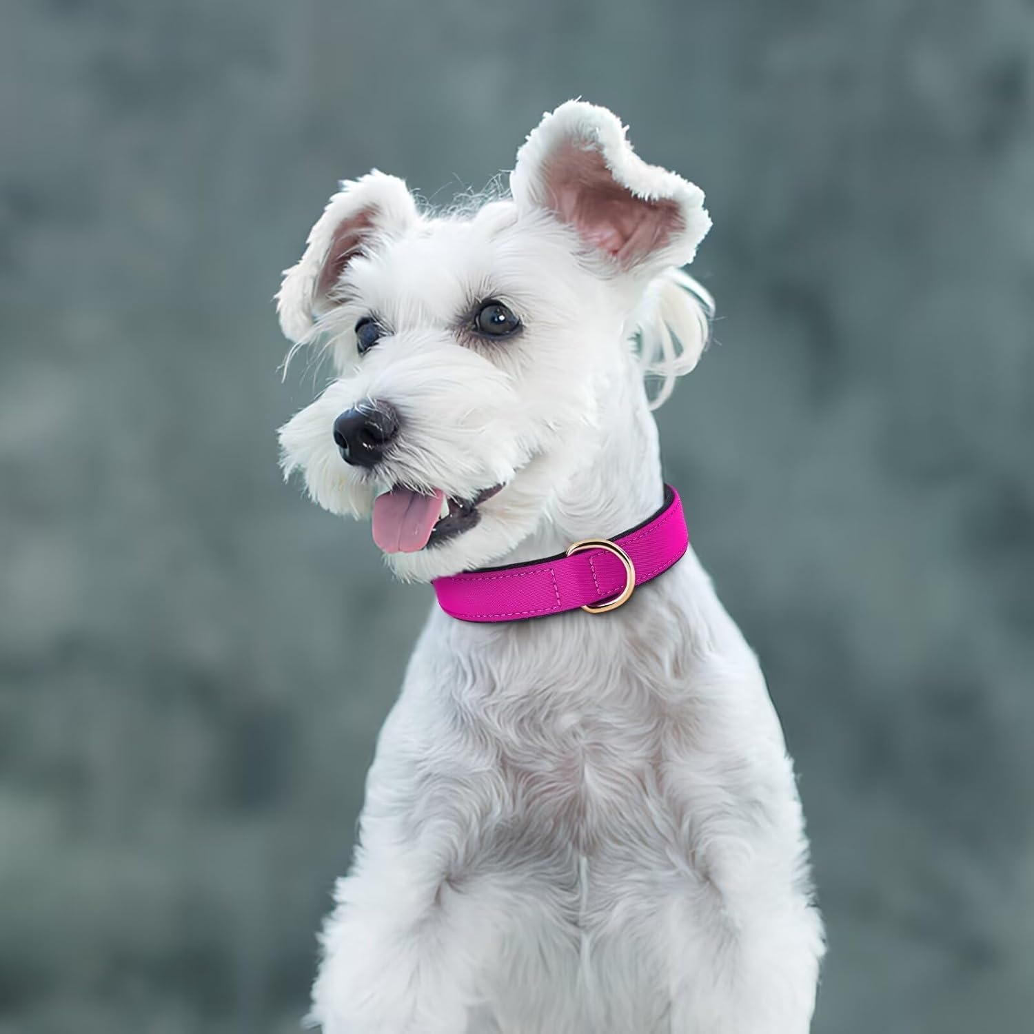 Didog Waterproof Dog Collar with Soft Padded, Strong Dog Collars with Metal Buckle, Lightweight and Breathable Dog Collars for Medium Dogs, Hot Pink, M image number 5