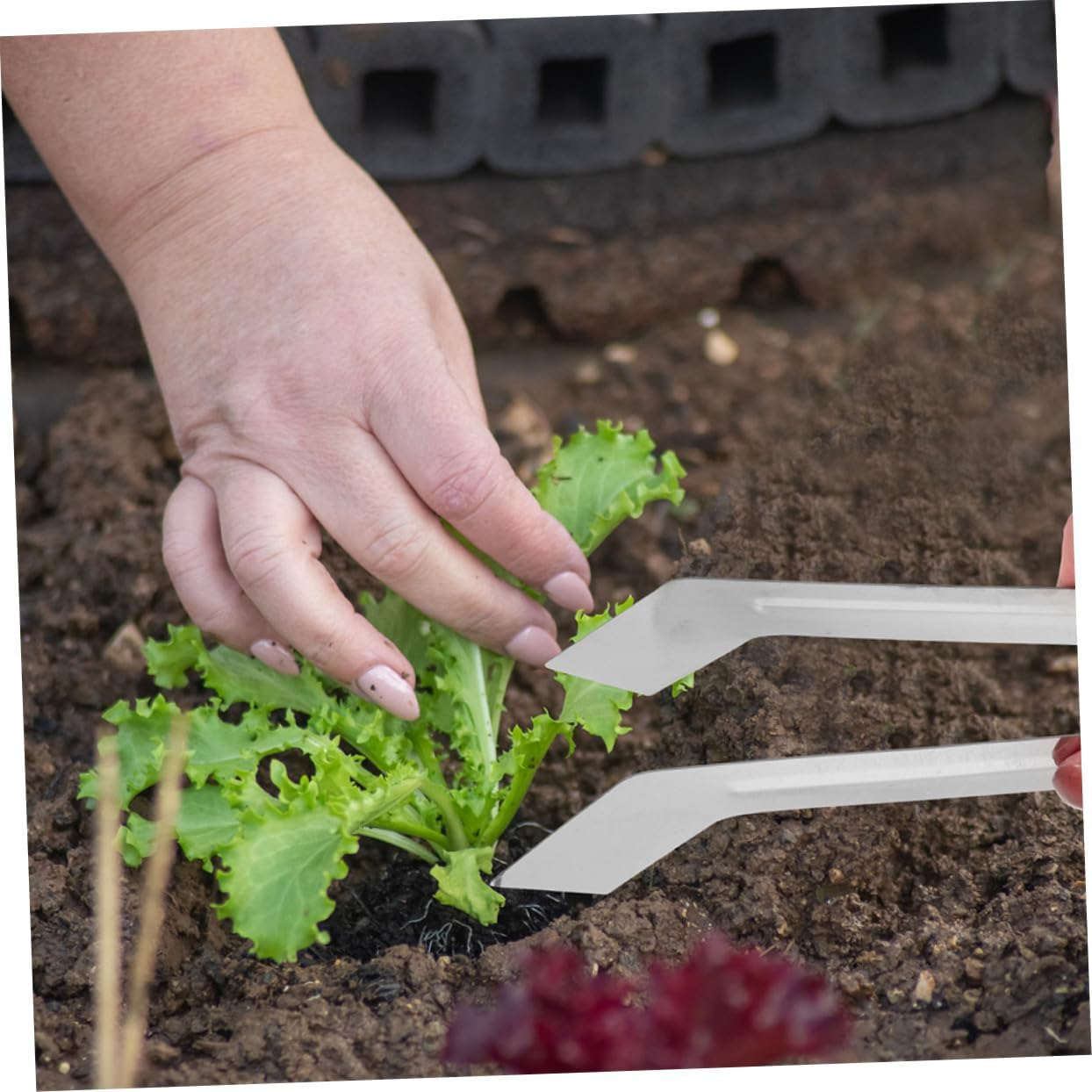 INOOMP 2Pcs Stainless Steel Garden Transplanting Tong for Plants Puller Hand Tool image number 5