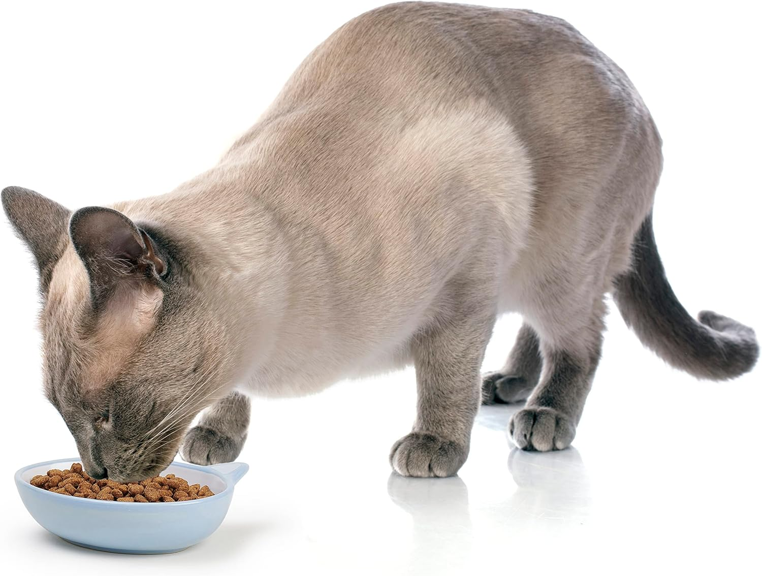 Petrageous 81026 Here Kitty Cat Bowl- Oval Blue 13Cm, Blue, 5.5"/5.3 Oz. image number 3