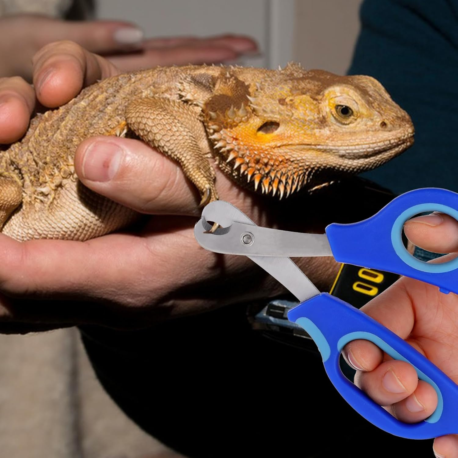 COMNICO Cat Nail Clippers and Nail File Stainless Steel Bearded Dragon Nailclippers Lizard Clipper Catsupplies Professional Grooming Pet Tool for Reptile Cat Dog Clippers image number 2