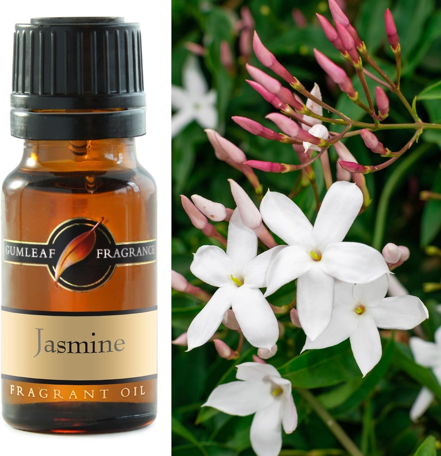 Gumleaf Fragrance Jasmine Fragrant Oil - 10Ml, Cruelty Free & Vegan, Phthalate-Free Fragrance