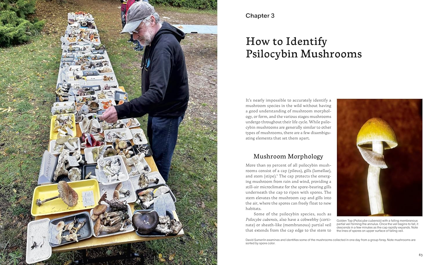 Psilocybin Mushrooms in Their Natural Habitats: a Guide to the History, Identification, and Use of Psychoactive Fungi image number 5