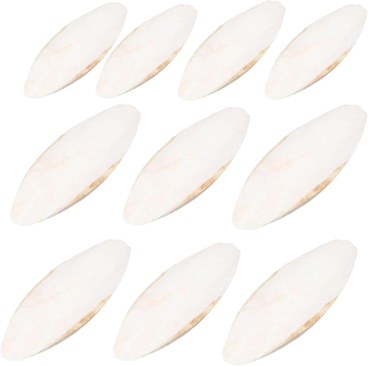 Birds Cuttlebonne - 10 Cuttlefish Bonne | 9-12Cm Parrots Bonne | Natural Cuttlefish Bonne | Bird Calcium Source, Natural Cuddle Bonne Toy for Reptiles, Turtles, Cockatiels image number 6