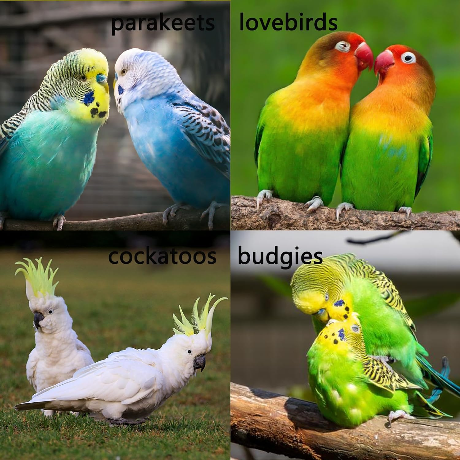 Stainless Steel Bird Ladders 9-Step Parrot Ladder Hanging Bird Cage Climbing Toys with Hooks Birds Exercise Toy for Parakeets, Parrots, Cockatoo，Rust-Resistant and Easy to Clean (1 PCS) image number 5