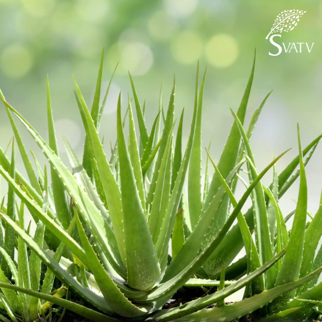 SVATV Rose Aloe Vera Gel | Reduces Skin Redness | Improves Skin Tone | Reduces Dark Spots | Replenishes Skin Cells | Paraben & Sulfate Free - 200G | 7.05 Oz | 0.44 Lbs image number 2