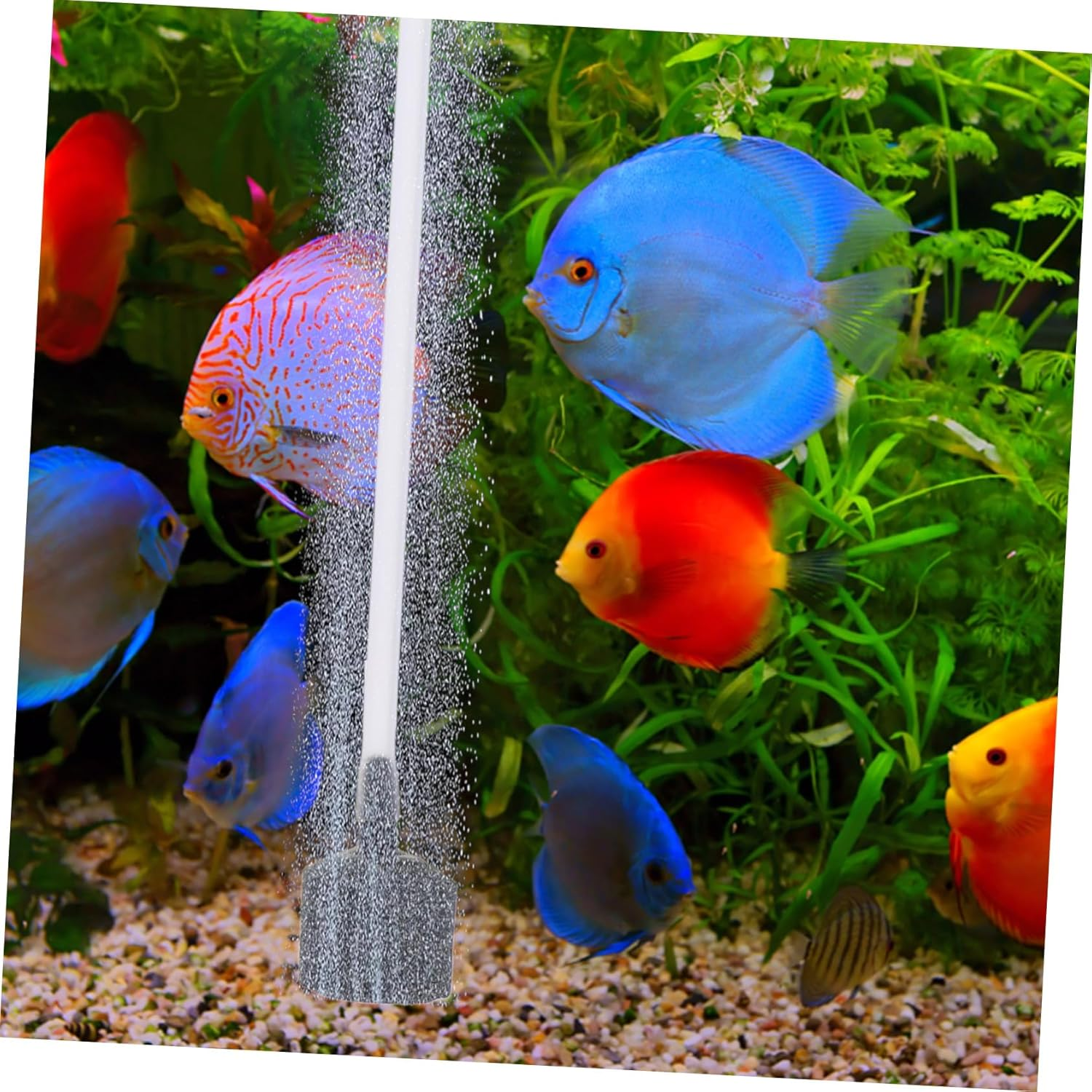 NUOBESTY Mini USB Mute Oxygen Pump for Fish Tank Plastic Aquarium Aerator Compact Air Pump for Home and Outdoor Use Suitable for Various Tank Quiet and Space-Saving Design image number 6