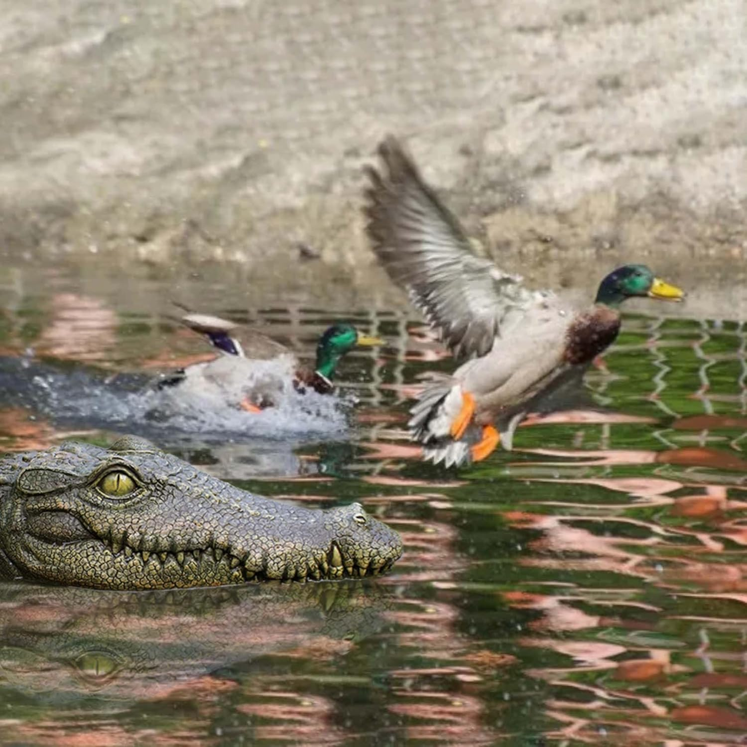 Floating Alligator Head Decoy for Pools and Ponds, Realistic Crocodile Deterrent for Ducks, Geese, and Birds - Easy to Use and Move, Durable - Geiwogwc (Green Eye) - Yellow Eye image number 2