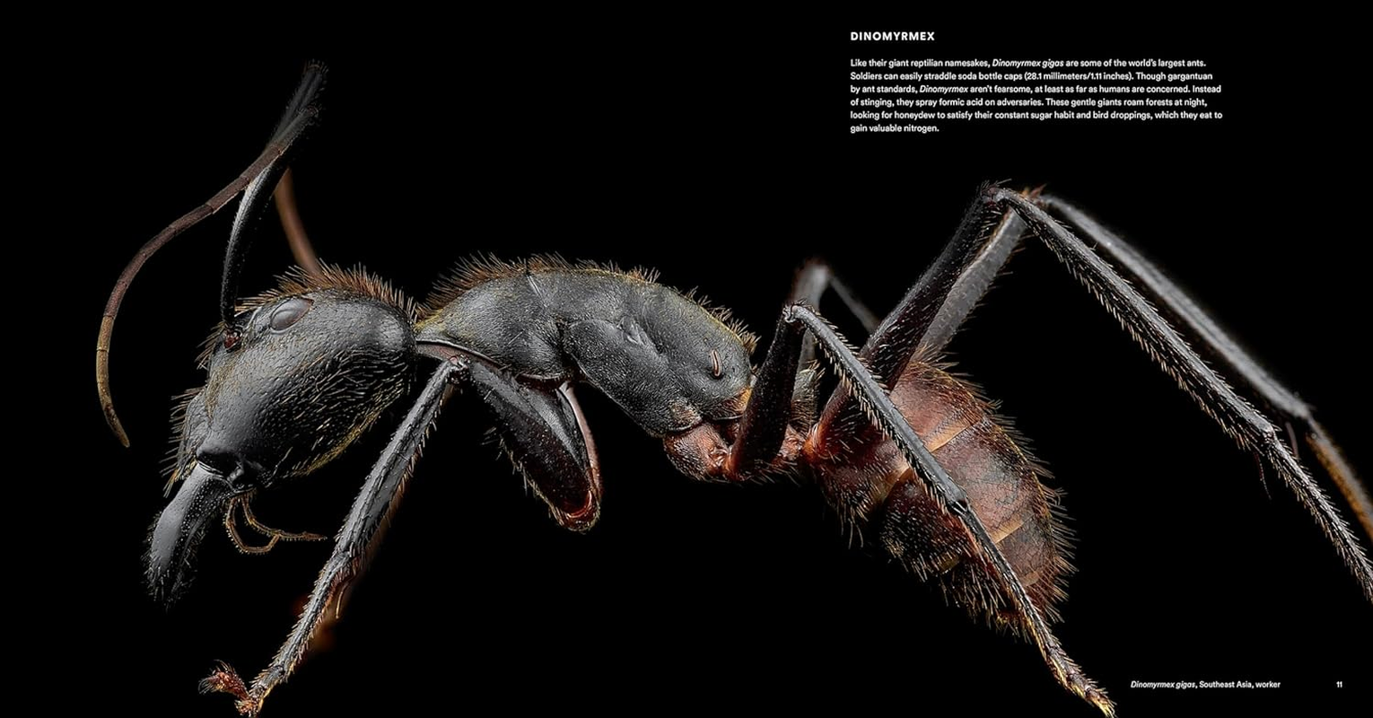 Ants:Workers of the World image number 3