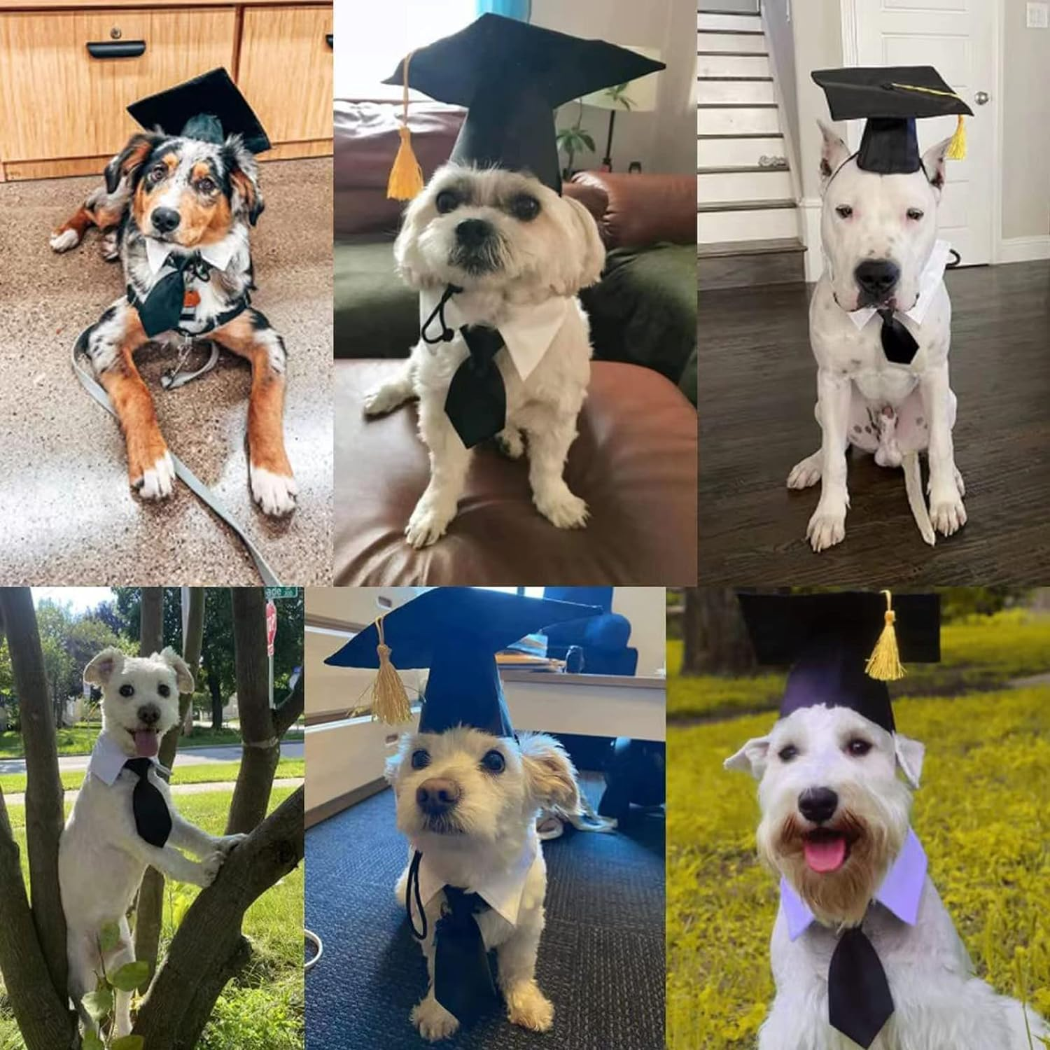 Graduation Hat for Dogs & Cats - Pet Doctor Cap with Yellow Tassel - Funny Headwear for Party & Cosplay (Black) image number 2