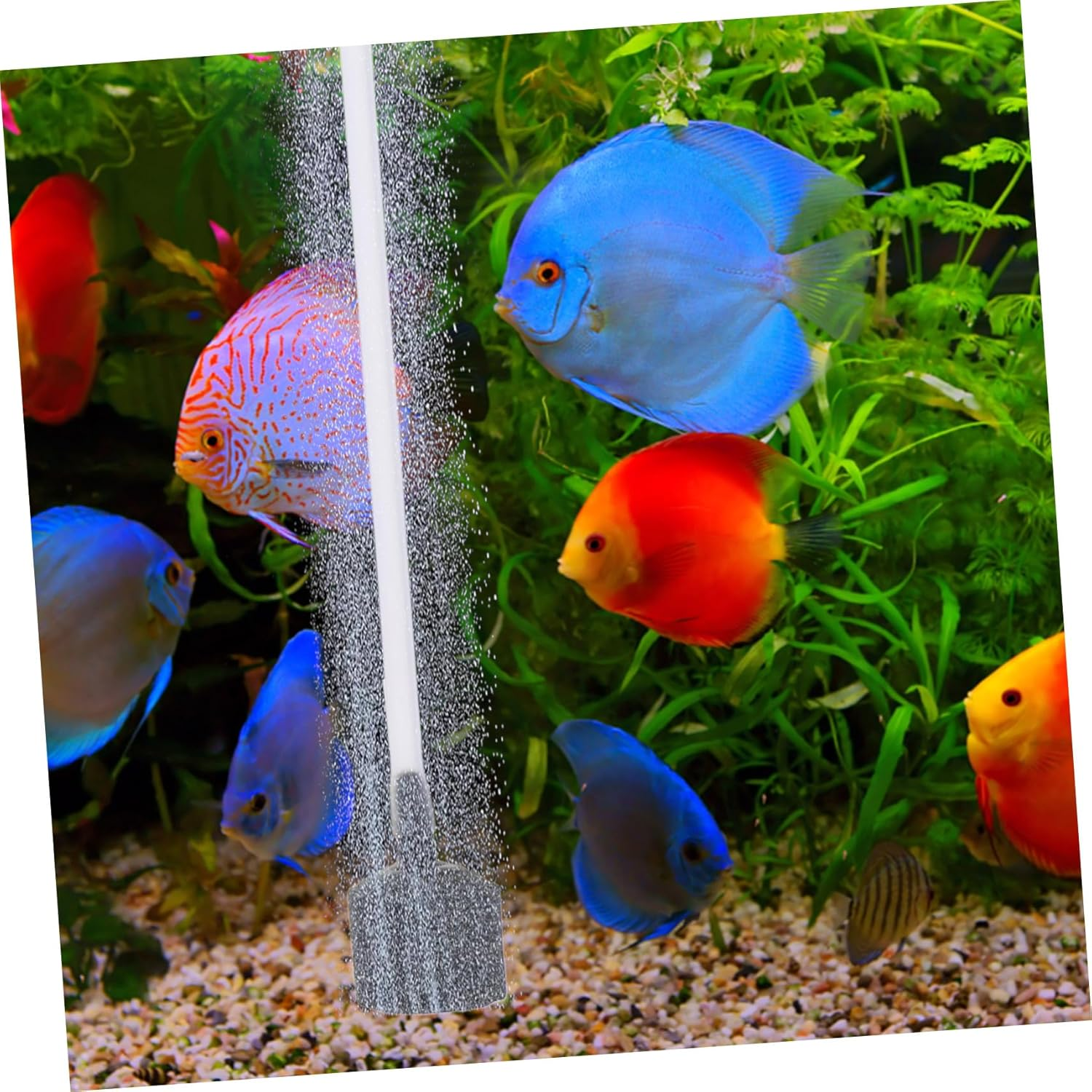 COHEALI Portable USB Small Aquarium Air Pump Silent Oxygen Aerator for Fish Tank with Shock-Absorbing Pad Efficient Plastic Bubbler for Indoor Aquatic Plants and Pets image number 3