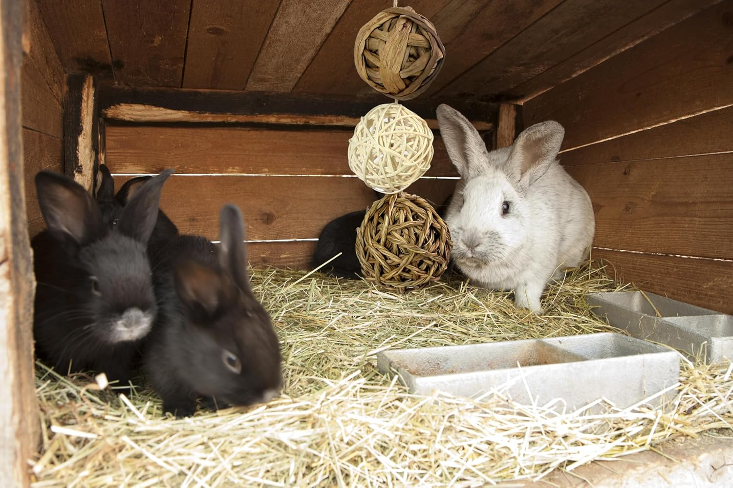 Pipkins Natural Playball - Mobile for Guinea Pig and Rabbit Home image number 2