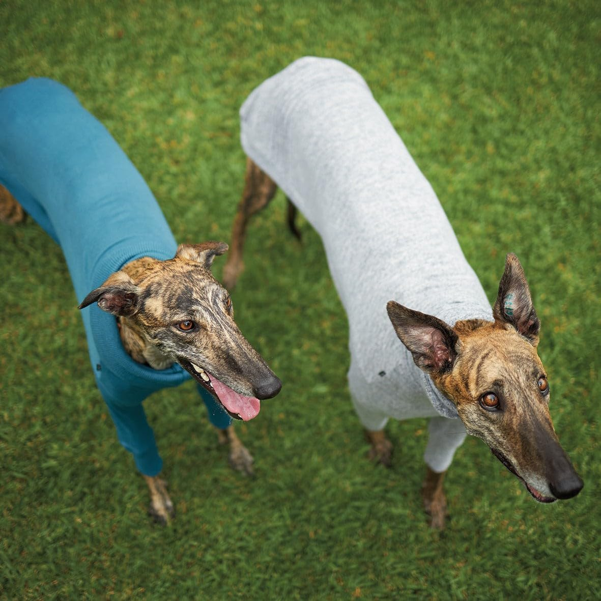 Kazoo Greyhound Softie Dog Jumper, Grey, Small image number 6