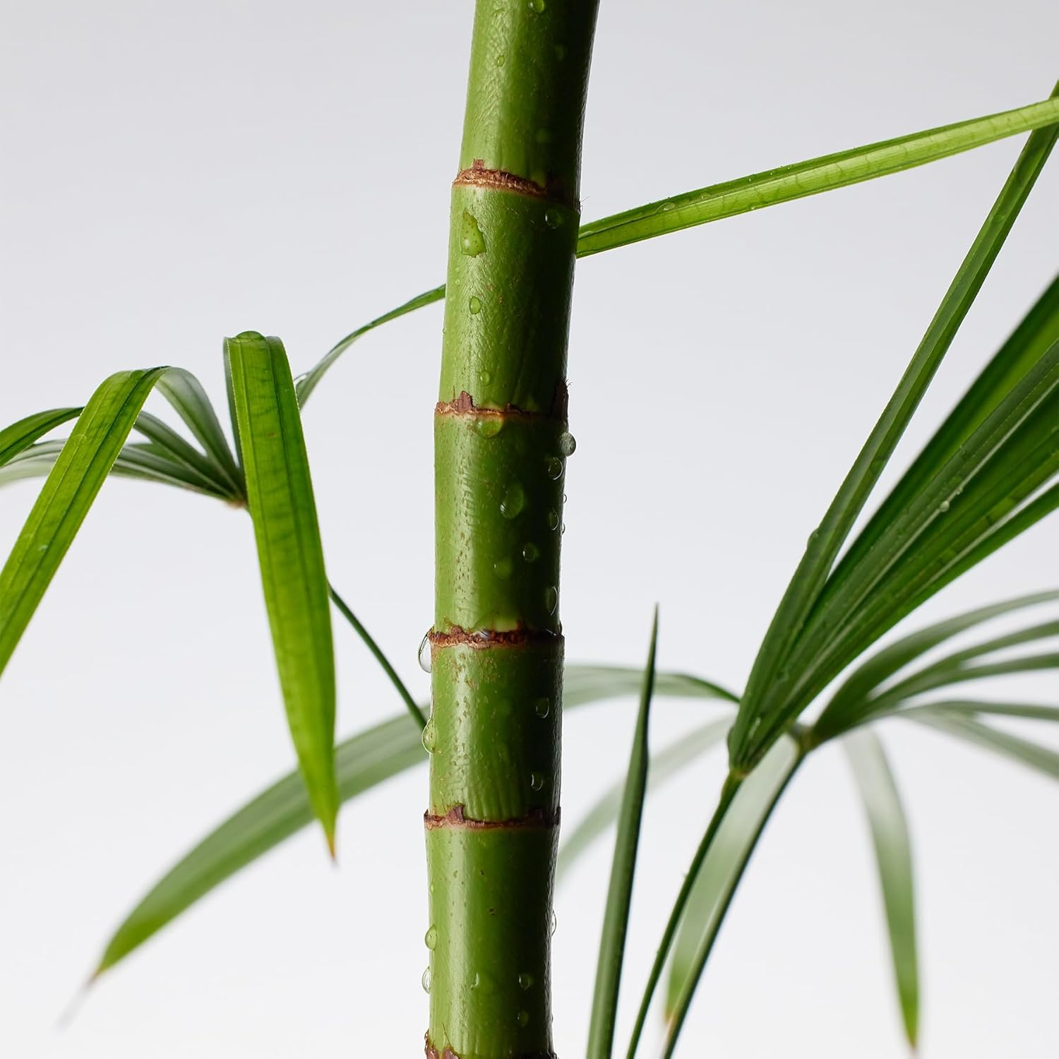 Purito Seoul Mighty Bamboo Penthenol Cream 100Ml image number 6