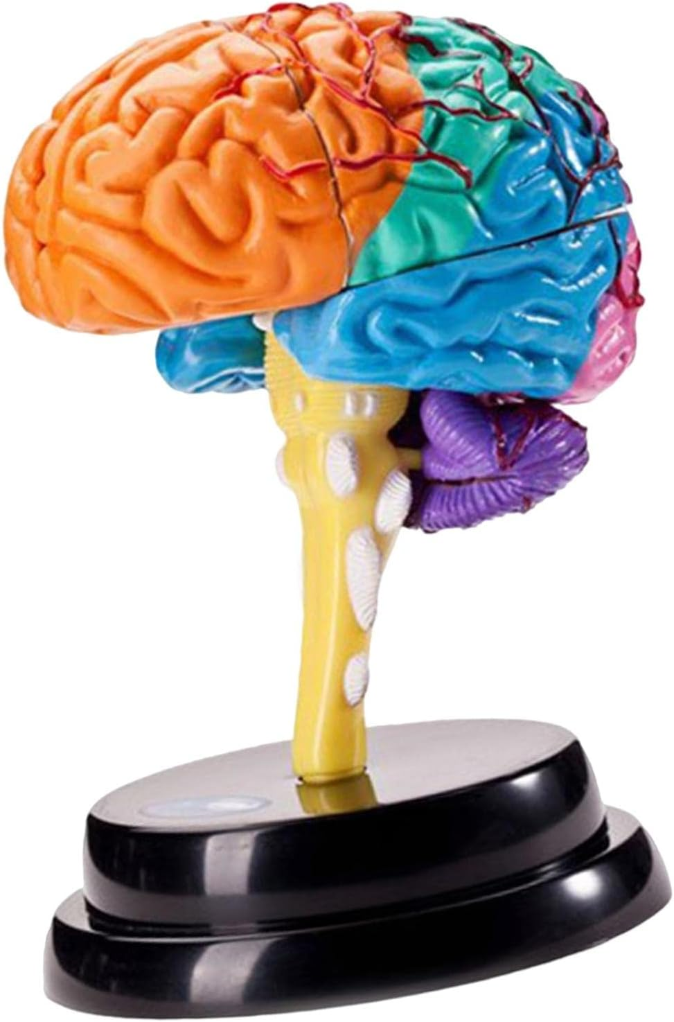 Kokiya Human Brain Disassembled Brain Model, Anatomically Correct, Multifunctional Teaching Tool, Includes Model, Rack, Manual, Booklet, Study Card, Suitable for Child, Teen, Adult image number 5