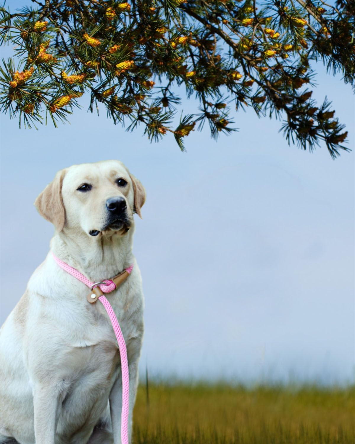 Lynxking Dog Leash Rope Strong Heavy Duty Braided Rope Slip Leads No Pull Training Lead Leashes Medium Large Dogs (5', Purple) image number 5