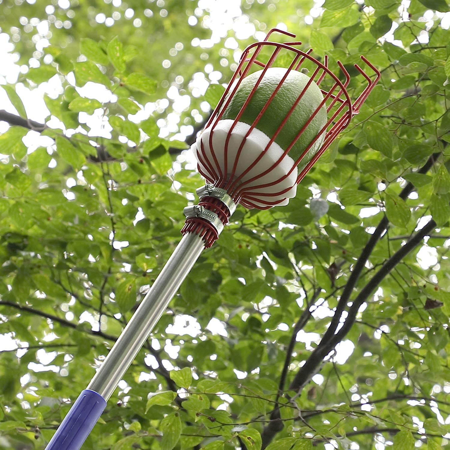 DIIG 8 Foot Fruit Picker Tool with Stainless Steel Pole, Picking Equipment for Lemons, Apples, Guavas, Avocados, Pears, Mangoes, Oranges image number 1