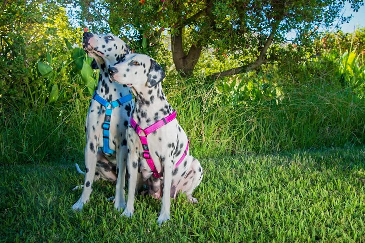 Rogz Utility Dog H-Harness, Dayglow - Green image number 5